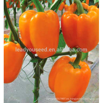 Proveedor de semillas de pimiento naranja resistente a la enfermedad de ASP051 Dianhua